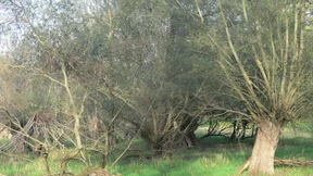 Wie auf einem Laufsteg