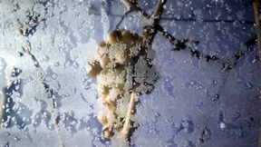 Für die Eisweinlese ist es gerade kalt genug