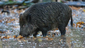 Wildschwein flüchtet durch Rhein – und entkommt der Polizei