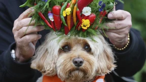 Der erste Garten speziell für Hunde