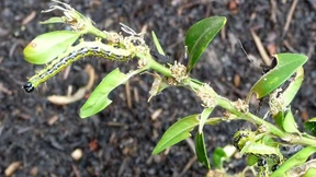 Die neue Raupe Nimmersatt