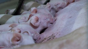 Der Preis glücklicher Schweine