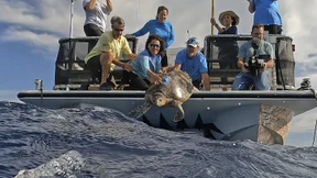 Seltene Karettschildkröte nach Genesung wieder in Freiheit