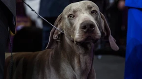 Brauchen hyperaktive Hunde Ritalin? 