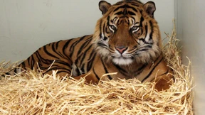 Frankfurter Zoo um eine Großkatze reicher