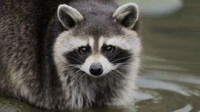 Waschbär fällt in New Yorker Flughafen von der Decke