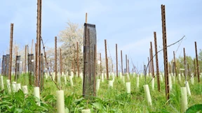 Elsbeere und Erle mitten in der „Wildsau“