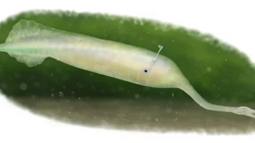 Neues vom Tully-Monster