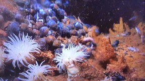 Deutschland beantragt Lizenz zur Metallsuche im Indischen Ozean