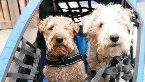 Der Hund wird anhänglich