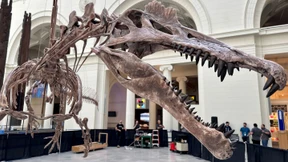 Gewaltiger Spinosaurus in Chicago ausgestellt