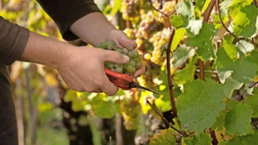 Die Winzer ernten – die Wildschweine auch