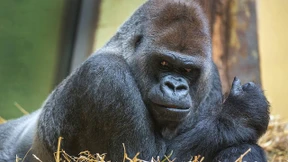 Eine Welt ohne Chefs ist möglich