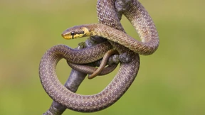 Britische Teenager retten Reptilien und Amphibien