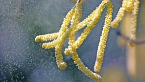 Wo Hasel und Erle fliegen