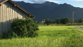 Gelbe Kräne im Blauen Land