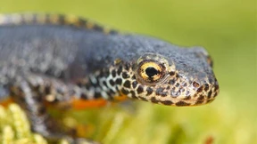 Ein antiquiertes Liebesleben