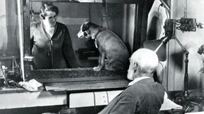 Der Neue Mensch kam auf den Hund