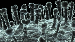Forscher experimentieren mit Hemmstoff gegen Corona