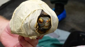 Warane im Paket, Schildkröten im Koffer