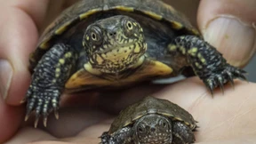 Die Rückkehr der Sumpfschildkröten