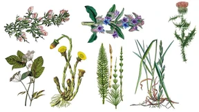 Wie Wildkräuter das Beet robuster machen