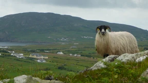 Achterbahn  am Ozean