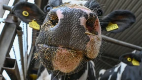 Blauzungenvirus breitet sich aus