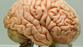 Kultur beginnt  bei den Einzellern