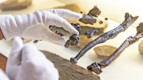 Ein haariges Bayern-Duo auf Bäumen