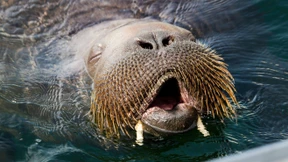 Eingeschläfertes Walross Freya war gesund