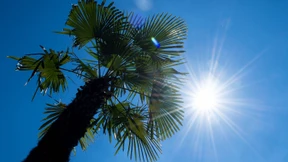 Populisten unter Palmen