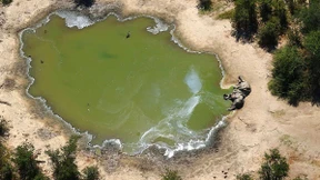 Mysteriöses Elefantensterben hält an