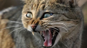 Überraschend viele Wildkatzen in Hessen