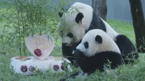 Erster Geburtstag von Panda Xiao Qi Ji im Zoo Washington