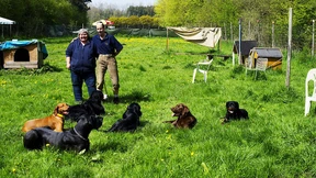 Der Hund fährt in die Tagesstätte