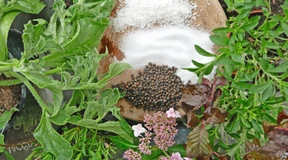 Aromatische Augenweide