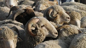 Schaf erschlägt Kind