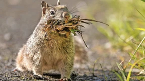 Ureinwohner bremsen Ausbreitung invasiver Arten