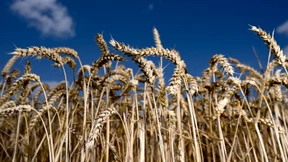 Einfuhrpreise für Getreide um mehr als 50 Prozent gestiegen