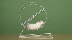 Daheim im Hamsterrad