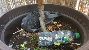 Die Taube soll bleiben – aus pädagogische Gründen