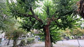 Auch die älteste Maulbeere wird künftig geschützt