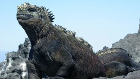 Godzilla muss gerettet werden