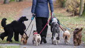 Gericht spricht Hunderudel der Ehefrau zu