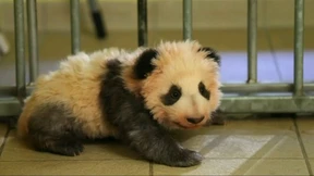 Ein Name für das Panda-Baby