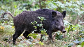 Wildschwein verletzt Jäger tödlich
