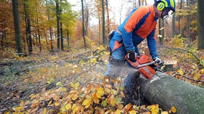 Kein Holz mehr für die Industrie