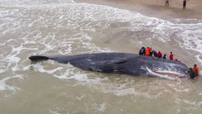 Pottwal strandet und stirbt an Küste Argentiniens