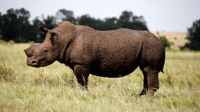 Weltbank emittiert Anleihe zum Schutz von Spitzmaulnashörnern